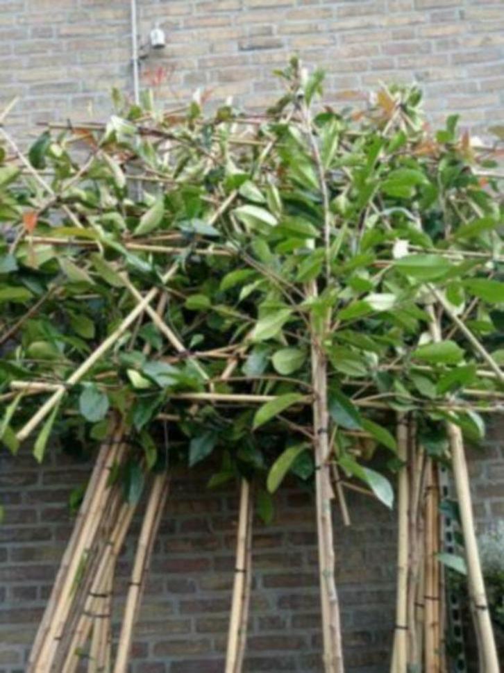 bladhoudende leibomen, Tuin en Terras, Planten | Bomen, Overige soorten, Volle zon, Zomer, In pot, Ophalen