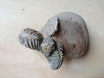 fossiel, Villers sur Mer, Ophalen of Verzenden, Fossiel