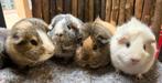 Groepje cavia’s, zeugjes met castraat Guus, Mila, Lexy, Inky, Dieren en Toebehoren, Knaagdieren, Cavia, Juli, Meerdere dieren