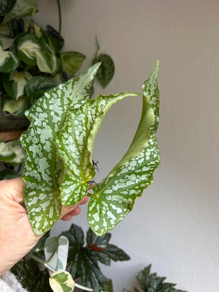 Begonia avalanche, (gewortelde) stekken, zie advertentie, Huis en Inrichting, Kamerplanten, Minder dan 100 cm, Halfschaduw, Ophalen of Verzenden