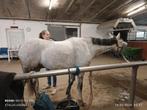 Holistisch paarden osteopaat, Nieuw, Overige soorten, Ophalen