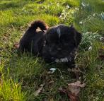 Nog 1 schitterend boomer reutje beschikbaar, Overige rassen, 8 tot 15 weken, CDV (hondenziekte), Meerdere