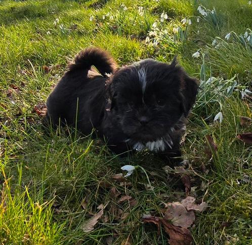 Nog 1 schitterend boomer reutje beschikbaar, Dieren en Toebehoren, Honden | Chihuahua's en Gezelschapshonden, Meerdere dieren