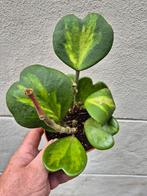 Hoya Kerrii Reverse Variegata p12, Huis en Inrichting, Ophalen of Verzenden, Overige soorten, Minder dan 100 cm