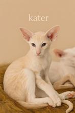 oosterse korthaar kittens met stamboom mogen verhuizen, Dieren en Toebehoren, Meerdere dieren, Gechipt