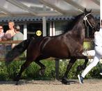 4 jarige  drachtige friese merrie te koop! Nieuw paard 14 08, Dieren en Toebehoren, Merrie, 160 tot 165 cm, Gechipt, 3 tot 6 jaar