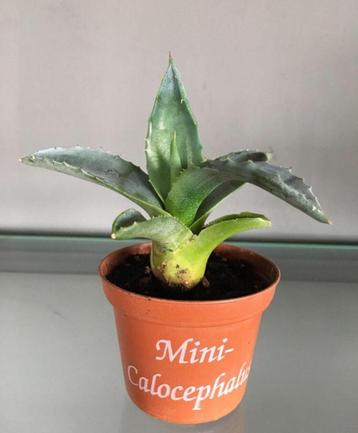 Prachtige baby’s van blauwe Agave Americana plantjes potje beschikbaar voor biedingen