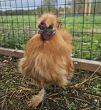 Wijting zoekt een huisje! (Haan - Zijdenhoen Kriel), Dieren en Toebehoren, Pluimvee, Mannelijk, Kip