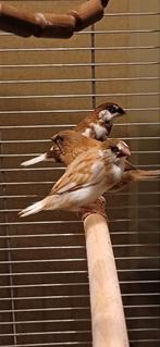 Japanse meeuwtjes, Dieren en Toebehoren, Vogels | Overige Vogels, Meerdere dieren