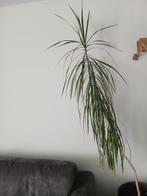 Plant gratis, Tuin en Terras, Planten | Bomen, Ophalen, Overige soorten, 100 tot 250 cm