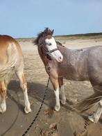 Verzorgpony aangeboden, Dieren en Toebehoren, Paarden en Pony's | Overige Paardenspullen, Nieuw, Ophalen of Verzenden