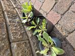 Witte prikneus plantjes, Ophalen, Zomer, Overige soorten, Volle zon