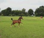 Te koop: Luxe tuigpaardveulen hengst, Dieren en Toebehoren, Paarden, Minder dan 160 cm, Niet van toepassing, 0 tot 2 jaar, Hengst