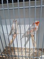 Gezocht veel soorten vogels, Meerdere dieren, Kleurkanarie