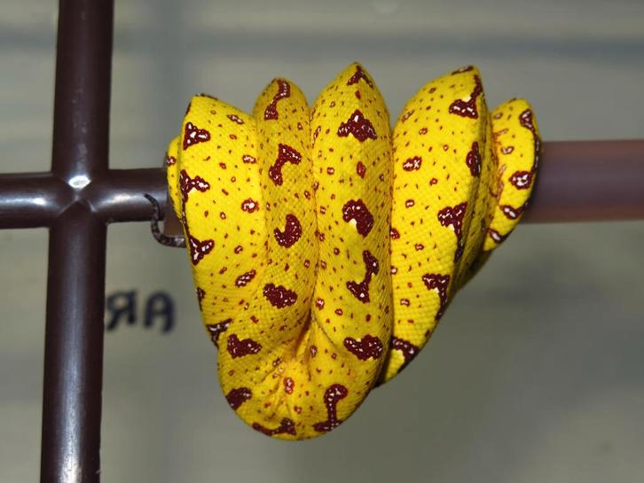 morelia viridis azurea BIAK