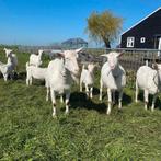 Te koop verse geitenmelk, geitenyoghurt en geitenroomkaas, Ophalen of Verzenden