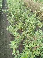 Sporkehout Vuilboom – Rhamnus frangula, In pot, Halfschaduw, 100 tot 250 cm, Zomer