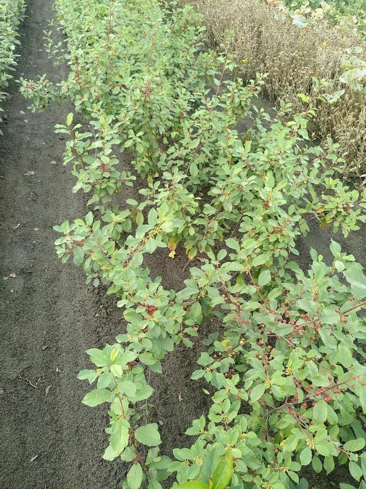Sporkehout Vuilboom – Rhamnus frangula, Tuin en Terras, Planten | Bomen, Overige soorten, 100 tot 250 cm, Halfschaduw, Zomer, In pot