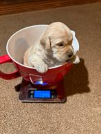 Labradoodle Doodle Puppy’s, Dieren en Toebehoren, Rabiës (hondsdolheid), 8 tot 15 weken, Meerdere, Meerdere dieren