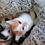 Lieve sociale kittens van 14 september 2025, Dieren en Toebehoren, Katten en Kittens | Overige Katten, Kater