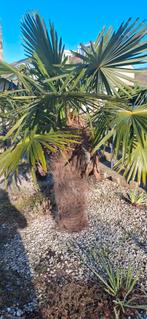 Palmbomen 2 stuks, zelf uitgraven, Bloeit niet, 100 tot 250 cm, Palmboom, Ophalen