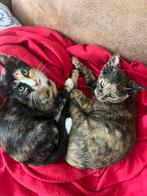 1 lief kitten meisje zoeken een gouden mandje, Dieren en Toebehoren, Katten en Kittens | Overige Katten, Meerdere dieren, Kortharig