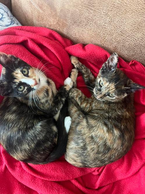 1 lief kitten meisje zoeken een gouden mandje, Dieren en Toebehoren, Katten en Kittens | Overige Katten, Kortharig, Meerdere dieren