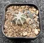 Cactus, Aztekium, Ophalen of Verzenden, Cactus, Volle zon, Minder dan 100 cm