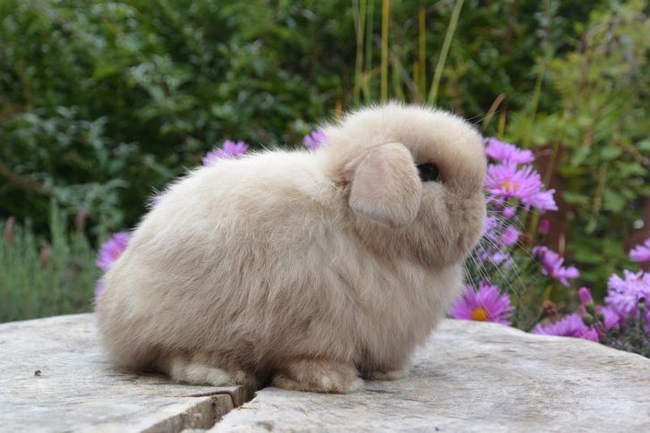Enorm knap choco sallander VC minilop voedstertje, Dieren en Toebehoren, Konijnen, Dwerg, Vrouwelijk, 0 tot 2 jaar, Hangoor