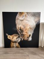 Leeuw met welp schilderij op dibond / aluminium 100 x 100 cm, Ophalen, Nieuw, Schilderij, 75 tot 100 cm
