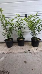 Portugese laurier pot gekweekt van 10 cm tot 60 cm V.A €1.00, Ophalen of Verzenden, Laurier, Minder dan 100 cm