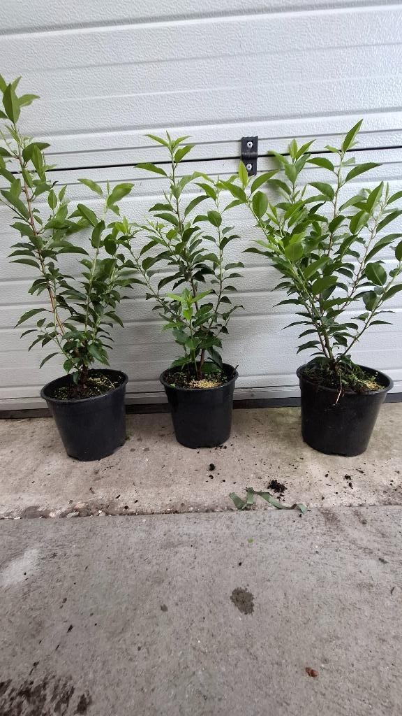 Portugese laurier pot gekweekt van 10 cm tot 60 cm V.A €1.00, Tuin en Terras, Planten | Struiken en Hagen, Laurier, Minder dan 100 cm