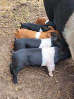 Mooi Husumer ×  Deense Duroc biggen! Buiten, varken,, Meerdere dieren, Varken, 0 tot 2 jaar