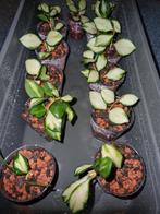 Hoya heuschkeliana variegata.€5p.s., Huis en Inrichting, Ophalen of Verzenden, Overige soorten, Halfschaduw, Minder dan 100 cm