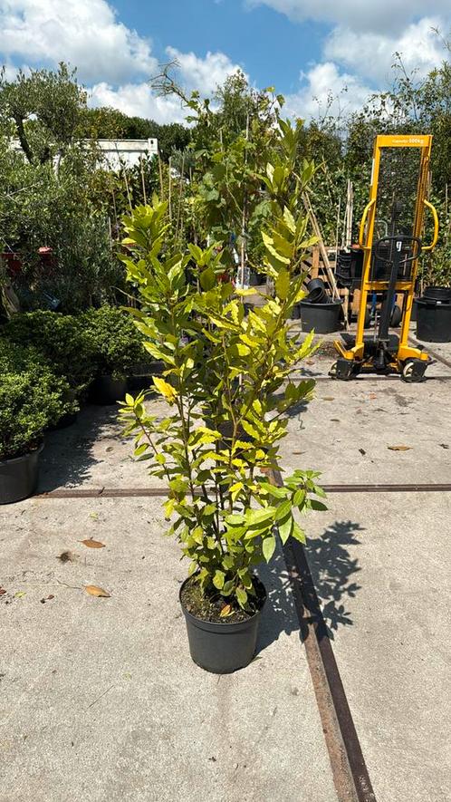 Laulieren eetbaar struik 125 plus nog 3 stuks wintergroen, Tuin en Terras, Planten | Tuinplanten, Vaste plant, Kruiden, Volledige schaduw