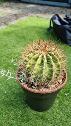 CACTUS FEROCACTUS FORDII PAZZO VARIEGATA PLANT, Ophalen of Verzenden, Cactus, Minder dan 100 cm