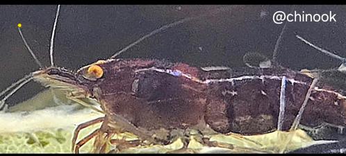 GEKLEURDE GARNALEN MET ORANJE OGEN OP KRAANWATER, Dieren en Toebehoren, Vissen | Aquariumvissen, Kreeft, Krab of Garnaal