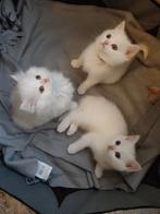 Britse Korthaar &langhaar kittens(katertjes), Dieren en Toebehoren, Katten en Kittens | Raskatten | Korthaar, Kater, Ontwormd