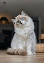 Zeer mooie ragdoll kittens met stamboom uit geteste ouders!!, Dieren en Toebehoren, Katten en Kittens | Raskatten | Langhaar, Meerdere dieren