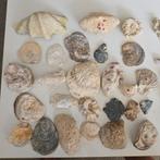 Verzameling oude/Antieke schelpen en fossielen, Verzamelen, Mineralen en Fossielen, Ophalen of Verzenden, Fossiel