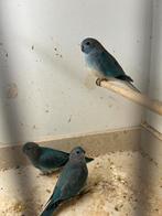 Splendid parkiet blauw, Dieren en Toebehoren, Vogels | Parkieten en Papegaaien, Mannelijk, Parkiet