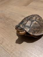 opgezette schildpad, Ophalen of Verzenden, Zo goed als nieuw, Reptiel of Amfibie, Opgezet dier