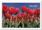 Ansichtkaart: Tulpen (1), Verzenden, 1980 tot heden, Ongelopen, Noord-Holland