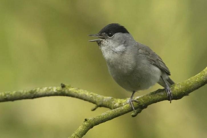 1-1 Zwartkop tuinfluiter beschikbaar. Correct geringd, Dieren en Toebehoren, Vogels | Overige Vogels, Wildzangvogel, Meerdere dieren