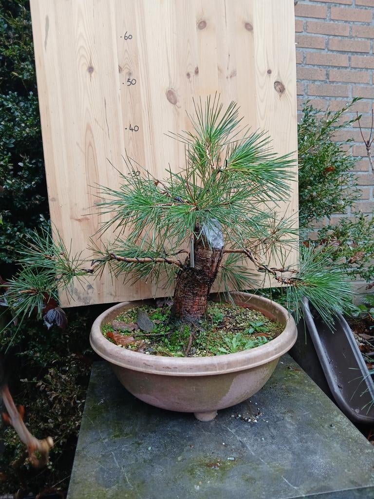 Pre bonsai Pinus thunbergii, Tuin en Terras, Planten | Bomen, Bloeit niet, Halfschaduw, Minder dan 100 cm, Overige soorten