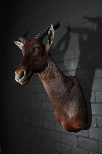 tsessebee topi taxidermy  opgezette antilope beschikbaar voor biedingen