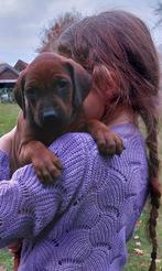 Prachtige Rhodesian Ridgeback pups, Dieren en Toebehoren, CDV (hondenziekte), Overige rassen, 8 tot 15 weken, Meerdere