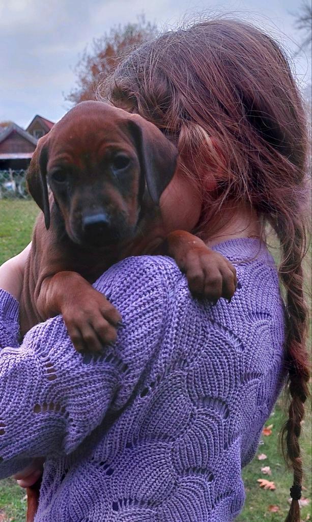 Prachtige Rhodesian Ridgeback pups, Dieren en Toebehoren, Honden | Beagles, Bassets en Lopende honden, Meerdere dieren, Overige rassen