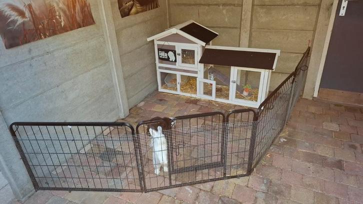 2 konijnen voedsters inclusief toebehoren, Dieren en Toebehoren, Konijnen, Klein, Vrouwelijk, 0 tot 2 jaar, Hangoor