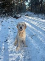 Oppas lieve Golden Retriever gezocht, 15 weken tot 1 jaar, Reu, Parvo, Eén hond